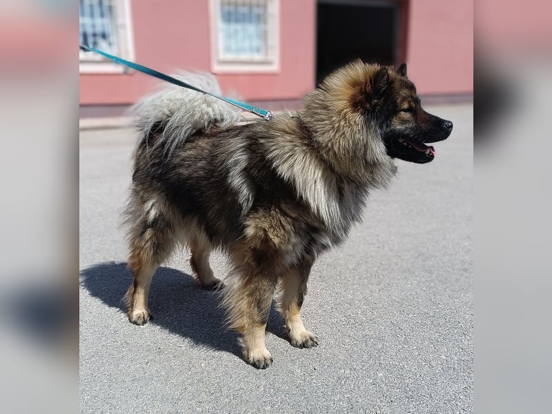 Eurasier Mischling Viking sucht Zuhause oder Pflegestelle