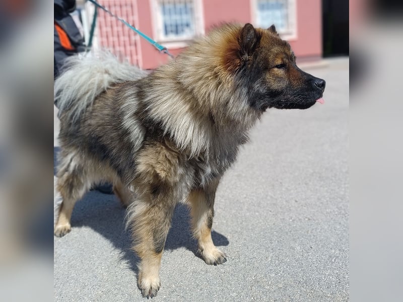 Eurasier Mischling Viking sucht Zuhause oder Pflegestelle