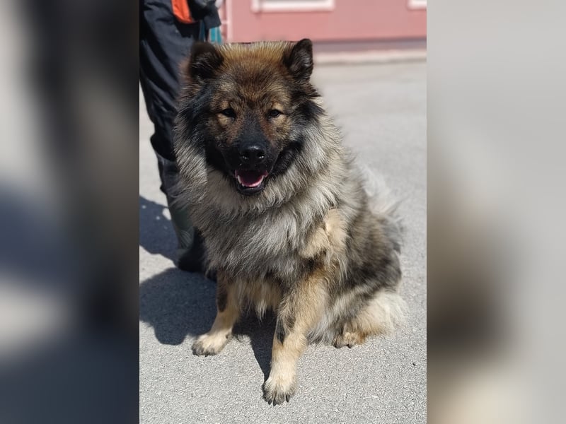 Eurasier Mischling Viking sucht Zuhause oder Pflegestelle