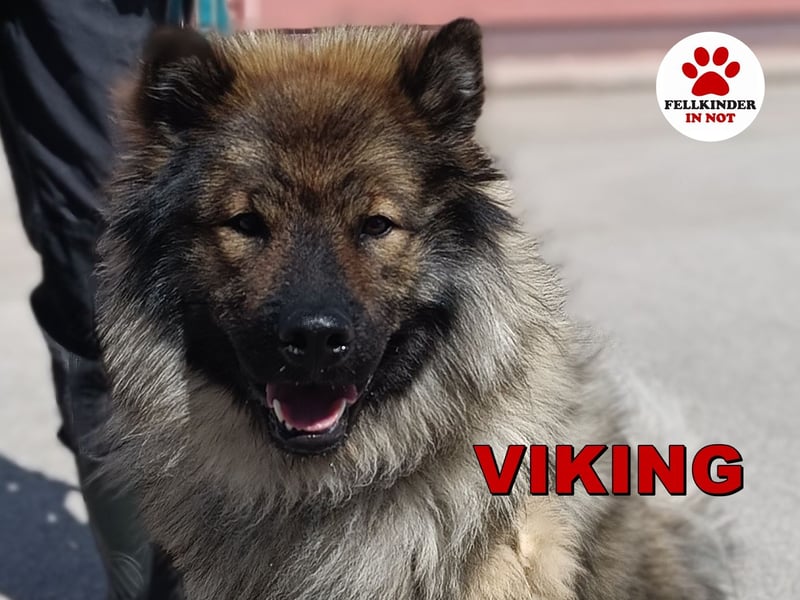 Eurasier Mischling Viking sucht Zuhause oder Pflegestelle