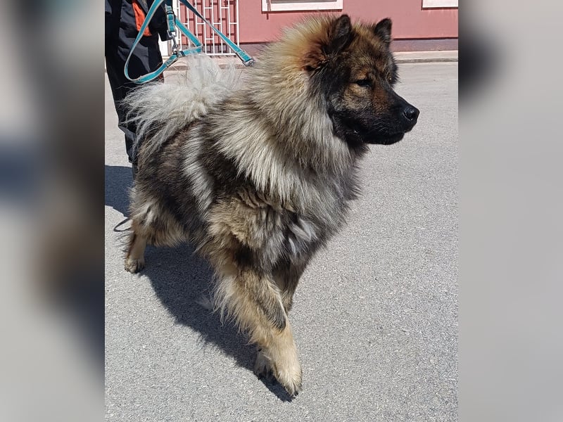 Eurasier Mischling Viking sucht Zuhause oder Pflegestelle