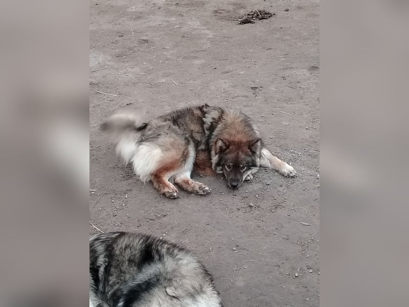 Eurasier Junghunde/Welpen suchen einen neuen Familienanschluss