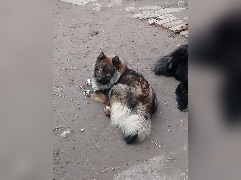 Eurasier Junghunde/Welpen suchen einen neuen Familienanschluss