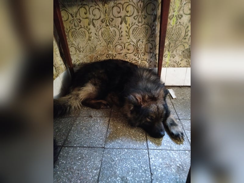 Eurasier Junghunde/Welpen suchen einen neuen Familienanschluss