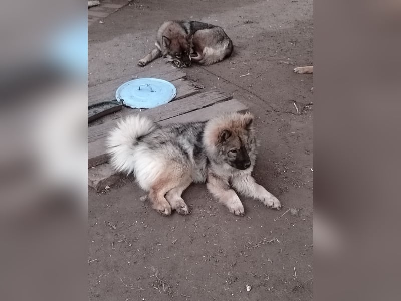Eurasier Junghunde/Welpen suchen einen neuen Familienanschluss