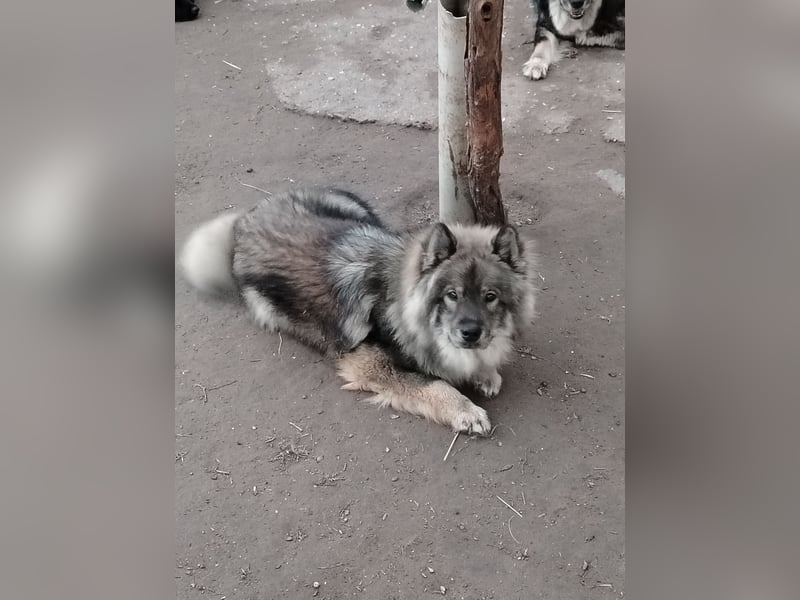 Eurasier Junghunde/Welpen suchen einen neuen Familienanschluss