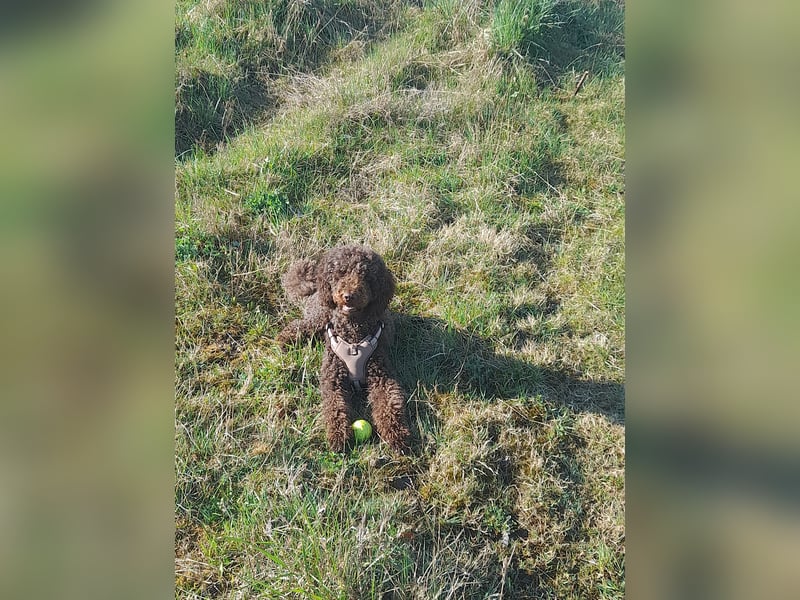 Exklusive Hundebetreuung