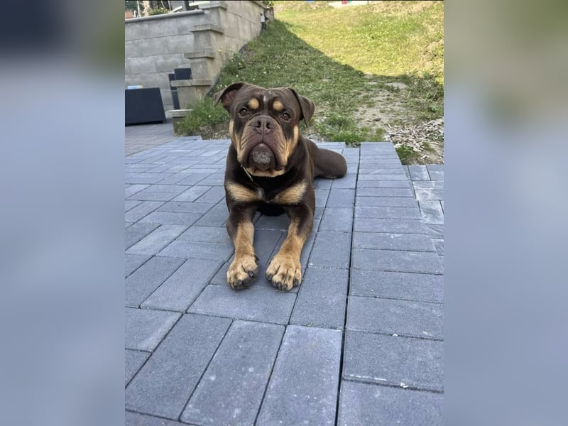 Exotic Bully OEB Welpen Bulldogge ABR Papiere
