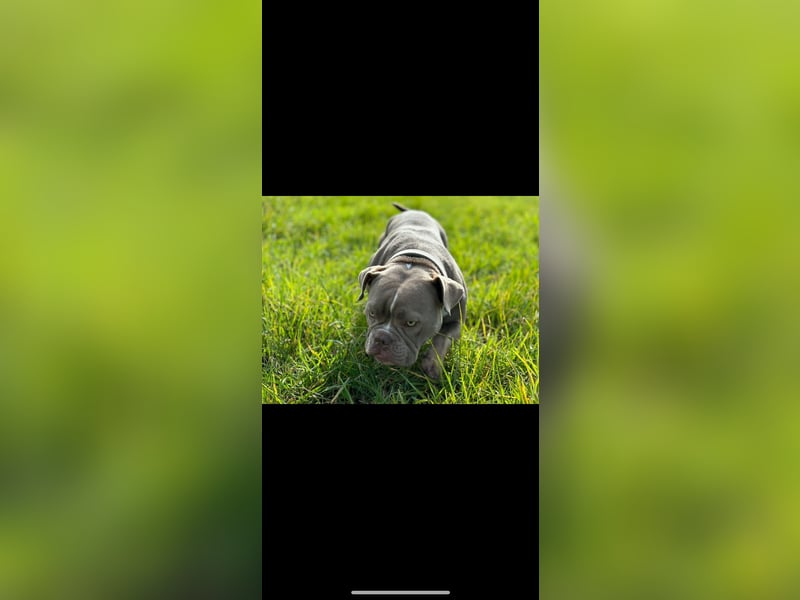 Exotic Bully OEB Welpen Bulldogge ABR Papiere
