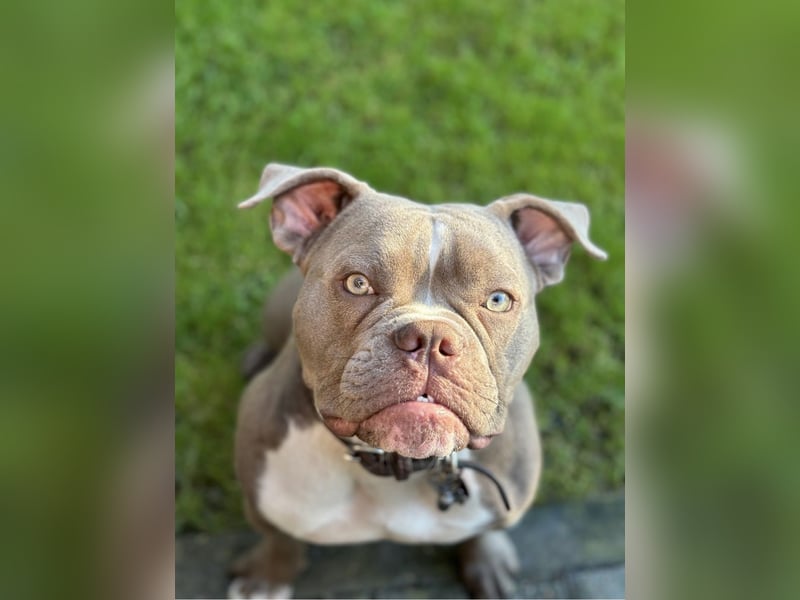 Exotic Bully OEB Welpen Bulldogge ABR Papiere