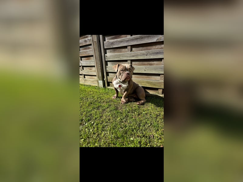 Exotic Bully OEB Welpen Bulldogge ABR Papiere