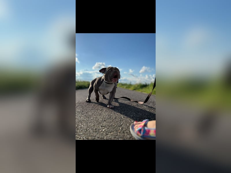 Exotic Bully OEB Welpen Bulldogge ABR Papiere
