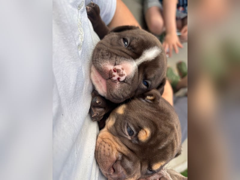 Exotic Bully Bulldog OEB Welpen Bulldogge