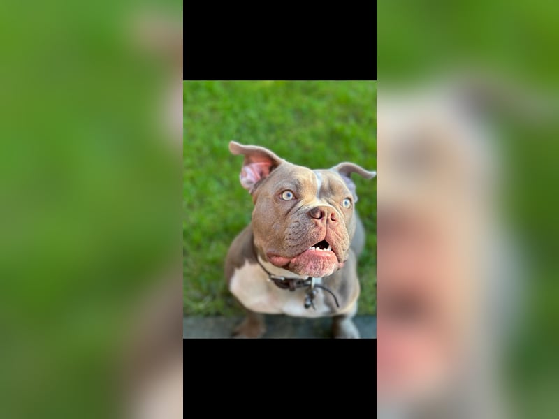 Exotic Bully OEB Welpen Bulldogge ABR Papiere