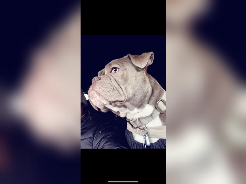 Exotic Bully OEB Welpen Bulldogge ABR Papiere