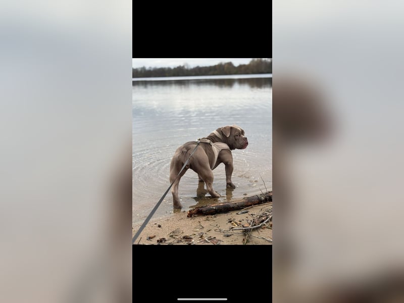 Exotic Bully OEB Welpen Bulldogge ABR Papiere