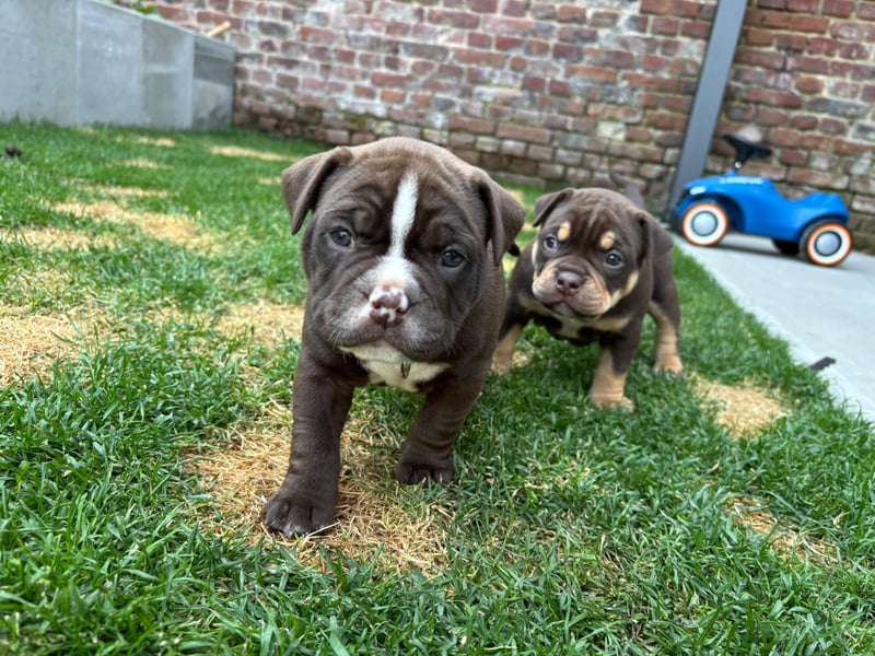 Exotic Bully Bulldog OEB Welpen Bulldogge