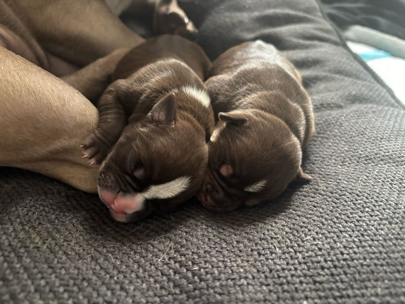 Exotic Bully OEB Welpen Bulldogge ABR Papiere