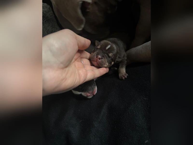 Exotic Bully OEB Welpen Bulldogge ABR Papiere