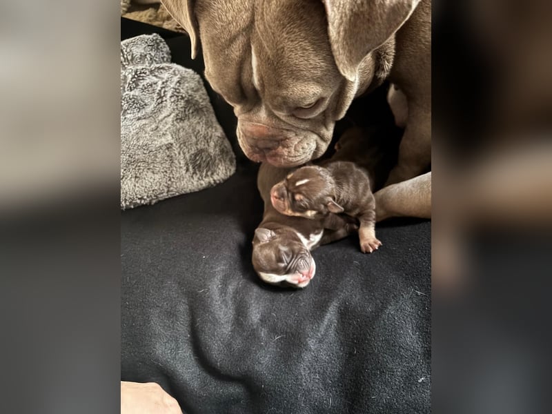 Exotic Bully OEB Welpen Bulldogge ABR Papiere