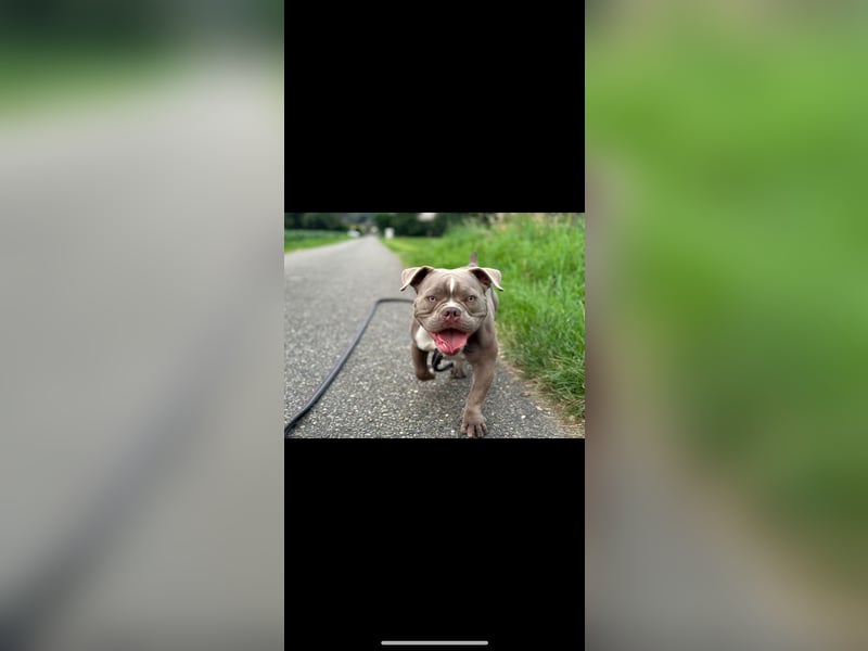 Exotic Bully OEB Welpen Bulldogge ABR Papiere
