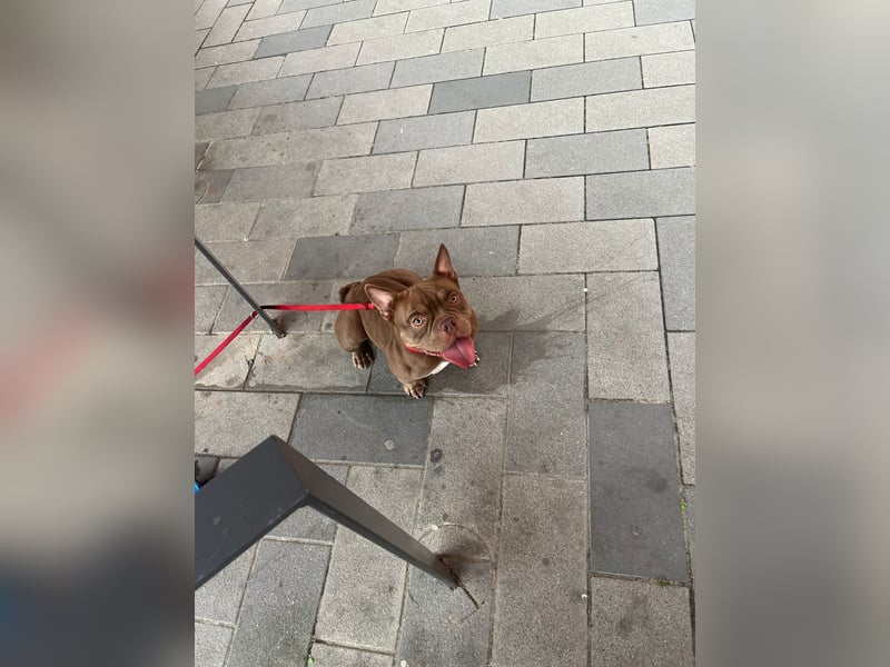 Exotic bully Hündin
