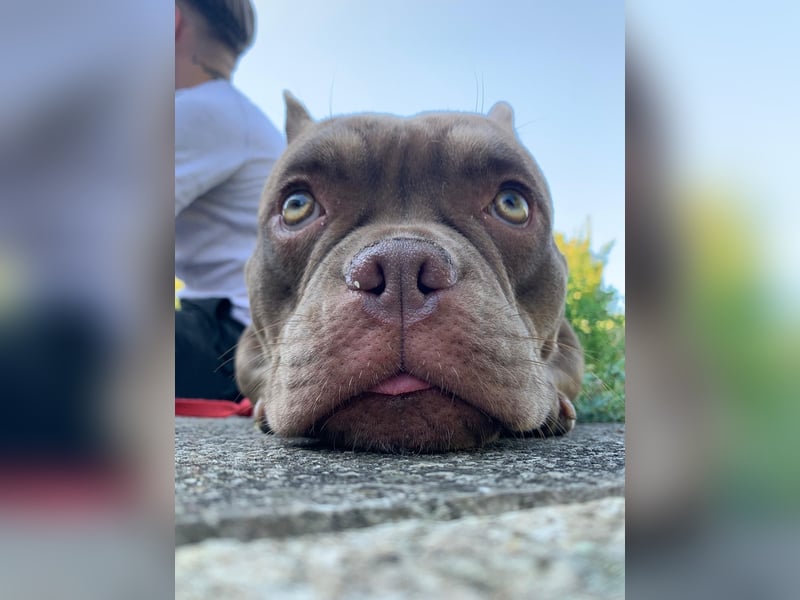 Exotic bully Hündin