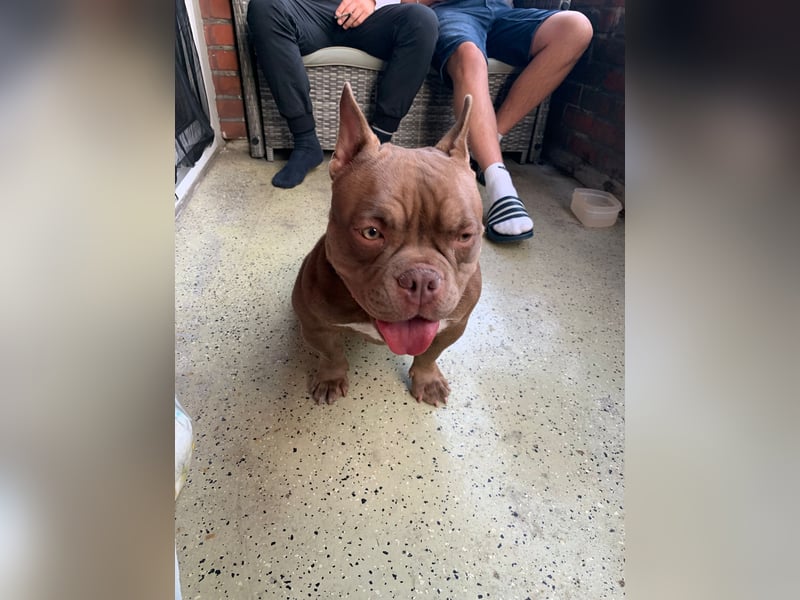 Exotic bully Hündin