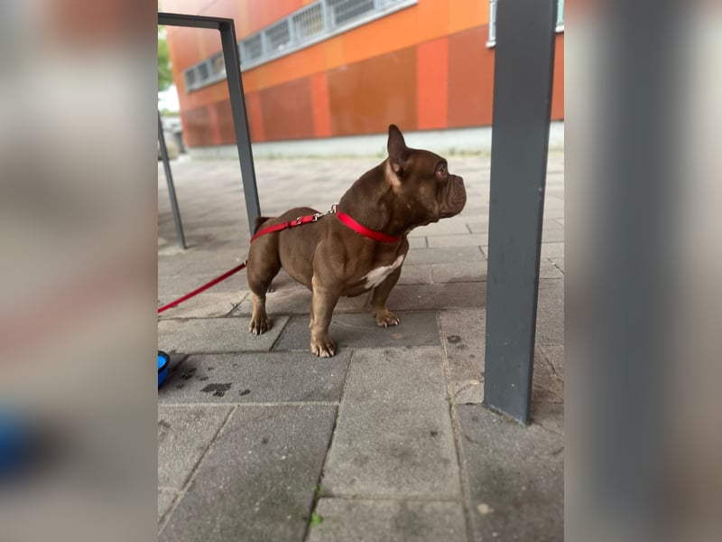 Exotic bully Hündin