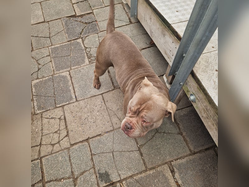 Amika – loyale Hündin sucht ein passendes Zuhause (auch vorübergehend möglich)