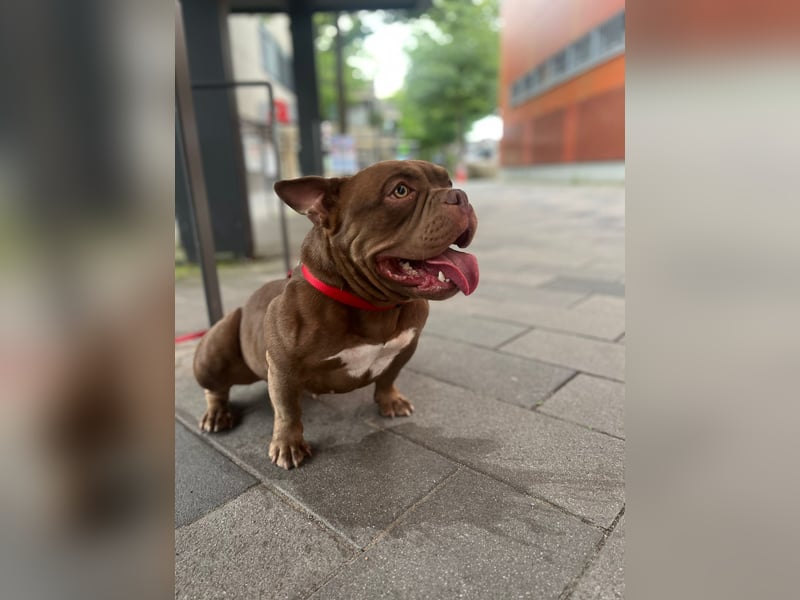 Exotic bully sucht neues warmes Zuhause