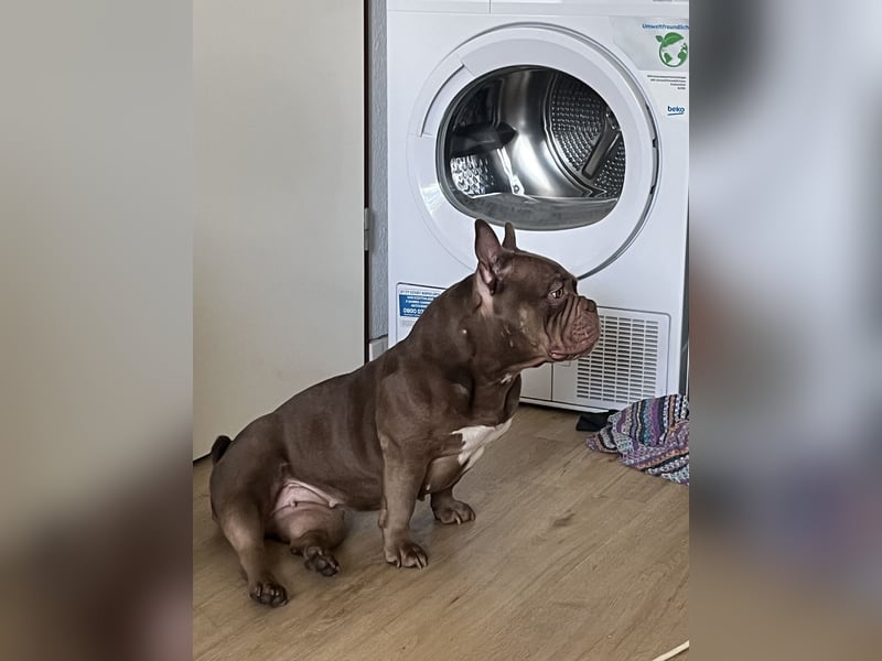 Exotic bully sucht neues warmes Zuhause