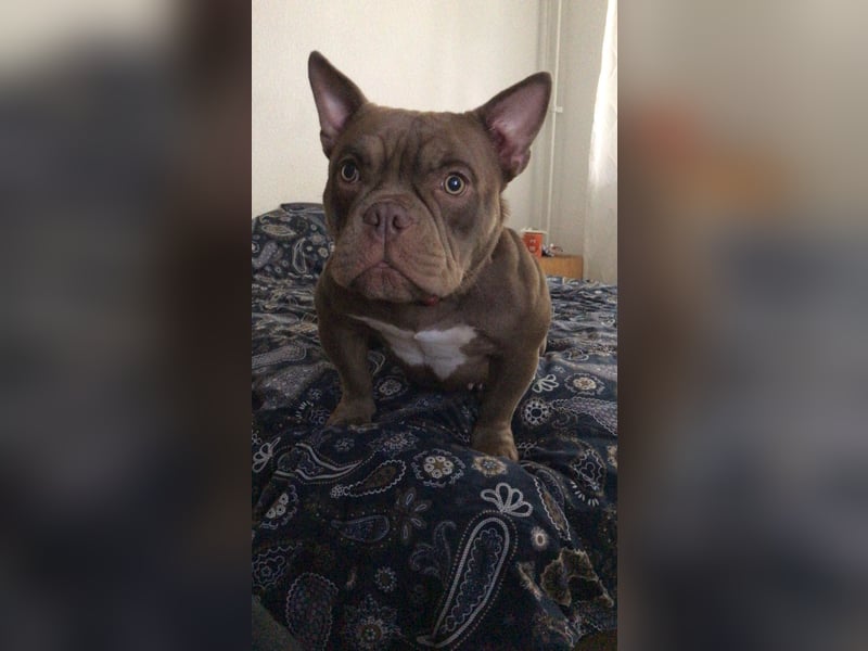 Exotic bully sucht neues warmes Zuhause