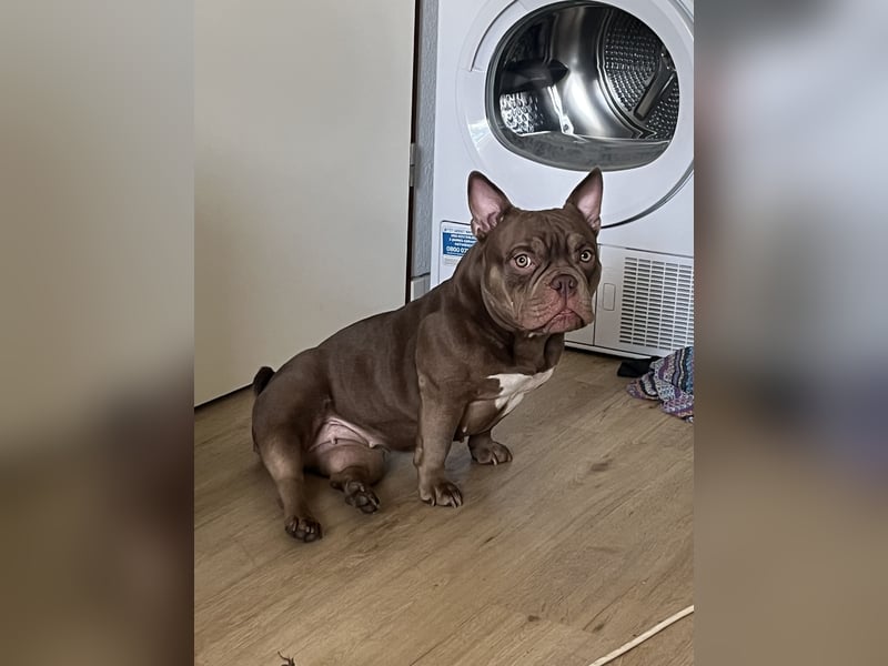 Exotic bully sucht neues warmes Zuhause