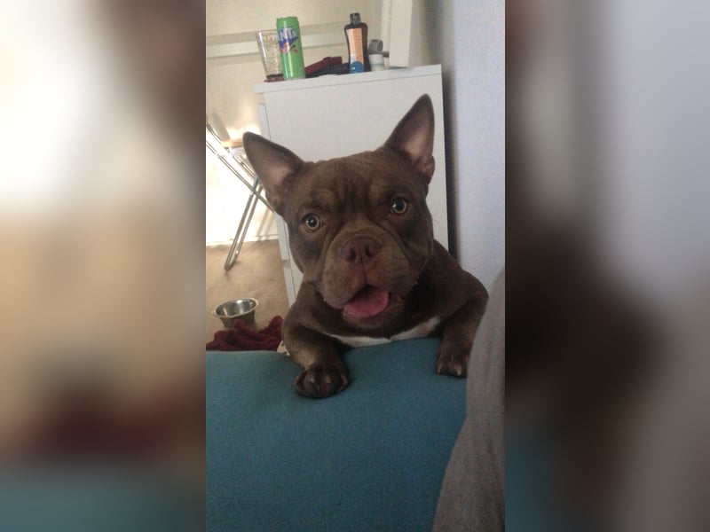 Exotic bully sucht neues warmes Zuhause