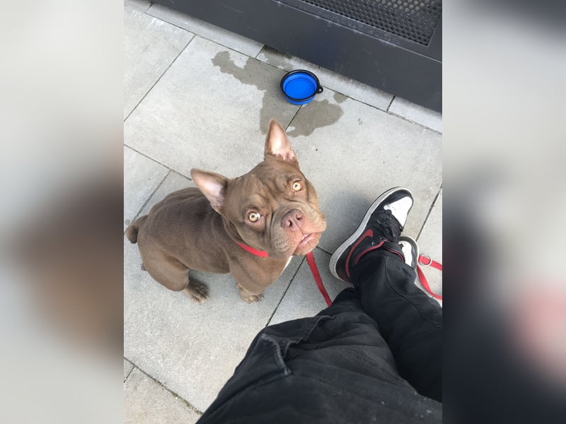 Exotic bully sucht neues warmes Zuhause