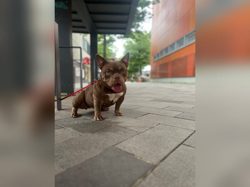 Exotic bully sucht neues warmes Zuhause