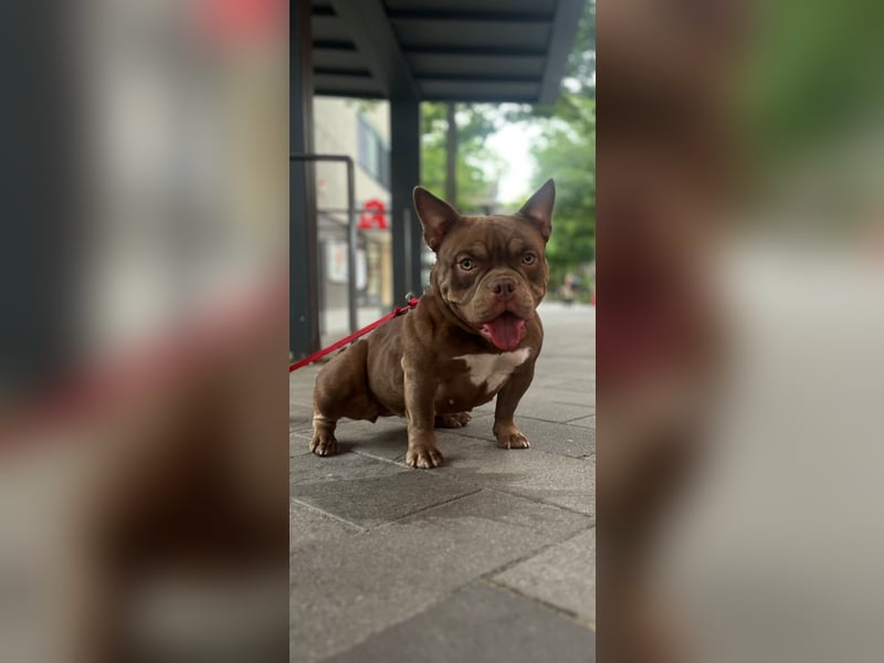 Exotic bully sucht neues warmes Zuhause