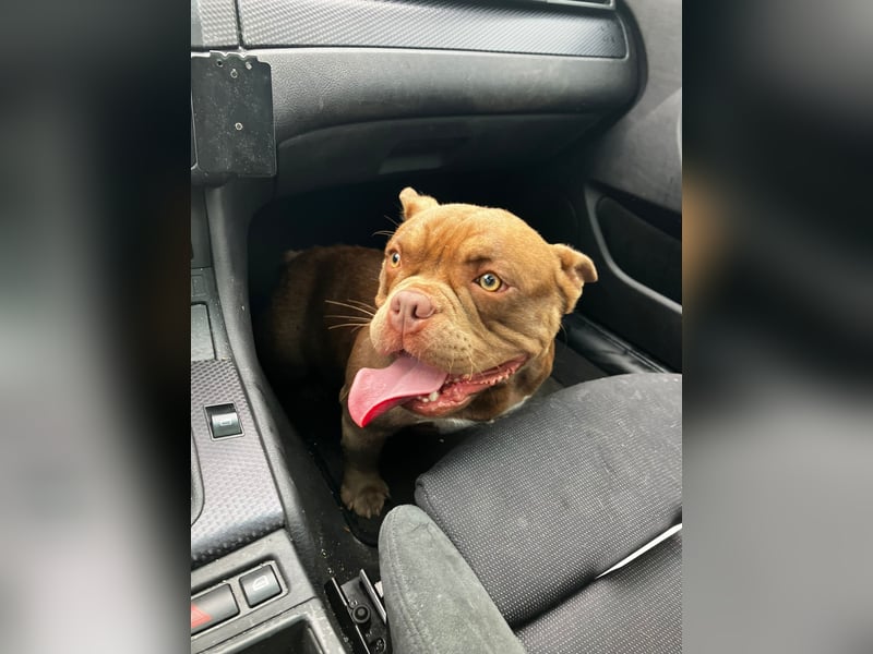 Exotic bully sucht neues warmes Zuhause