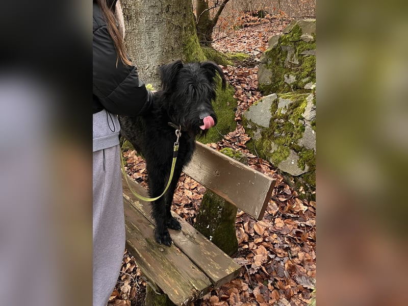 Familiäre Hundebetreuung