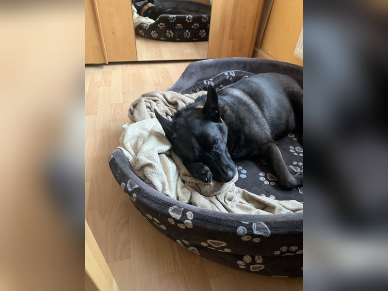 Familiäre Hundebetreuung