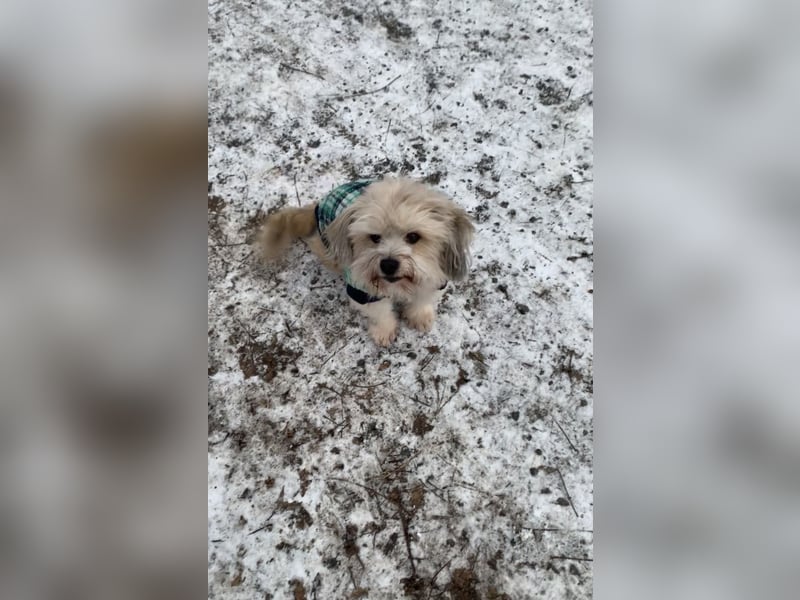 Familiäre Hundebetreuung