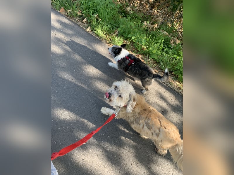 Familiäre Hundebetreuung