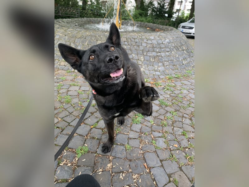 Familiäre Hundebetreuung