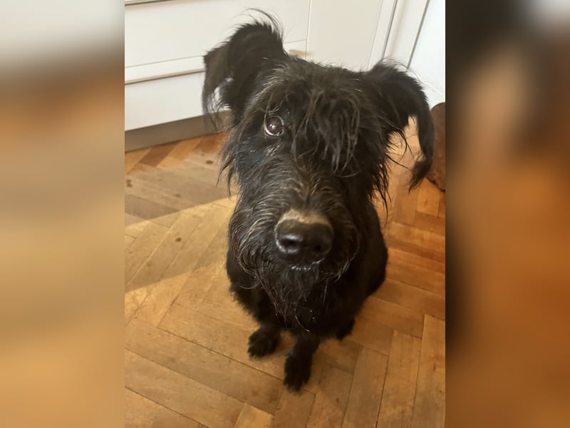 Familiäre Hundebetreuung