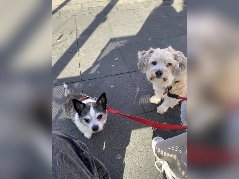 Familiäre Hundebetreuung