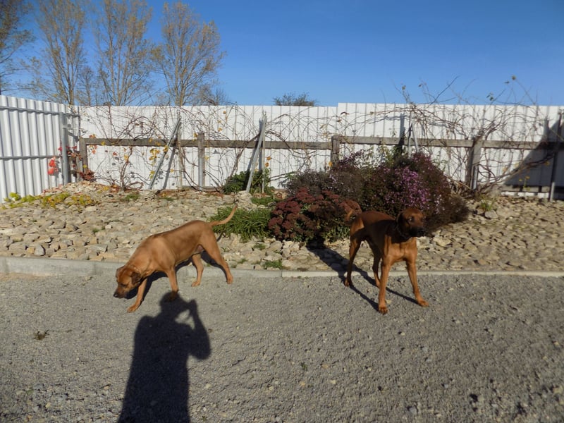 Farm-Hunde-Hotel  + RRR-WELPEN-Wurf - Abgabe April 2026