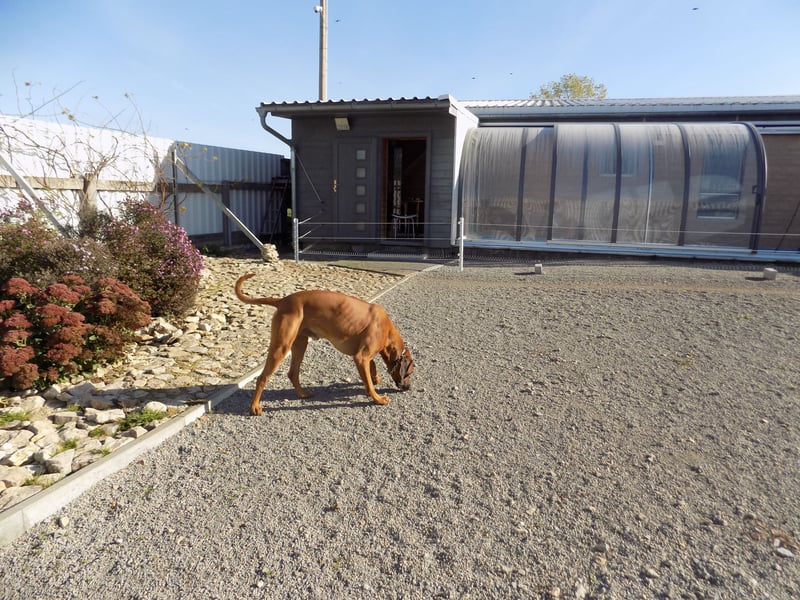 Farm-Hunde-Hotel  + RRR-WELPEN-Wurf - Abgabe April 2026