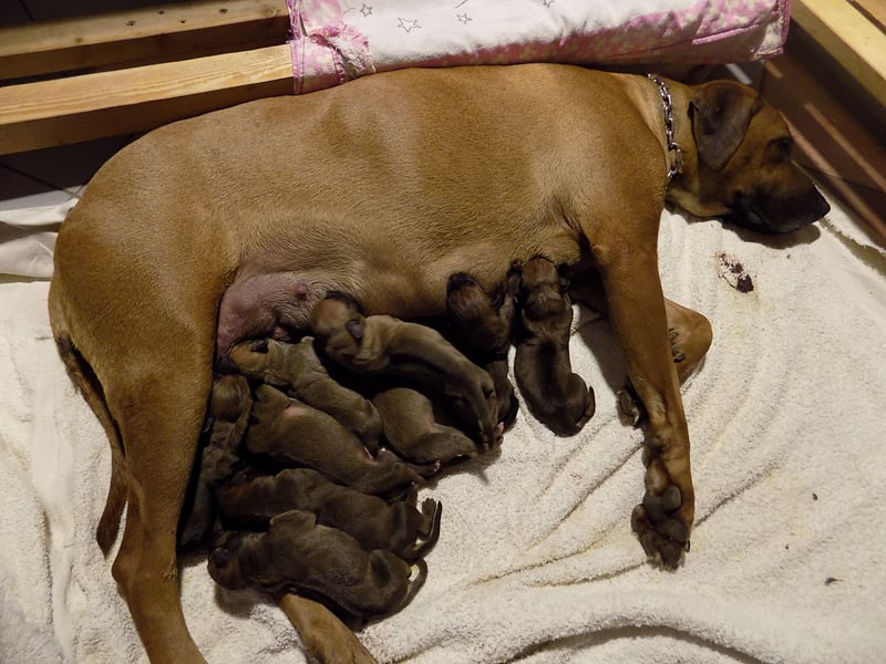 Farm-Hunde-Hotel  + RRR-WELPEN-Wurf - Abgabe April 2026