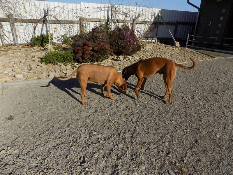 Farm-Hunde-Hotel  + RRR-WELPEN-Wurf - Abgabe April 2026